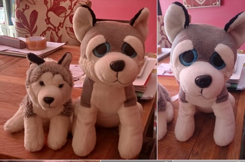Gorgeous big husky dog cuddly - big,